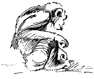 Энциклопедия животных - i_030.png