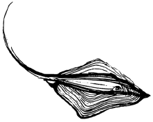 Энциклопедия животных - i_038.png