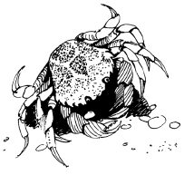 Энциклопедия животных - i_043.png