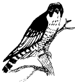 Энциклопедия животных - i_049.png