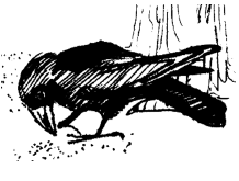 Энциклопедия животных - i_050.png
