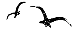 Энциклопедия животных - i_051.png