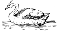 Энциклопедия животных - i_052.png