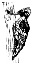 Энциклопедия животных - i_053.png