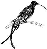 Энциклопедия животных - i_057.png