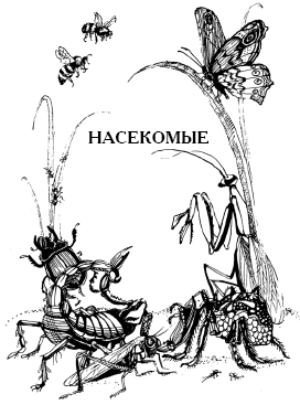 Энциклопедия животных - i_060.png