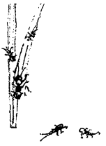 Энциклопедия животных - i_061.png