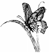 Энциклопедия животных - i_064.png