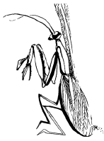 Энциклопедия животных - i_065.png