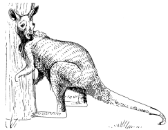 Энциклопедия животных - i_070.png