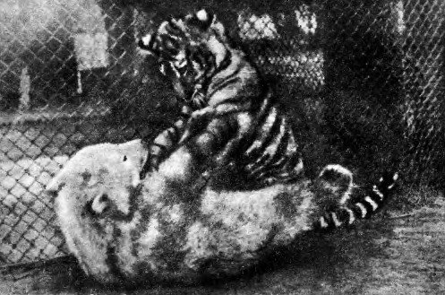 Фомка – белый медвежонок. Рассказы - i_003.jpg
