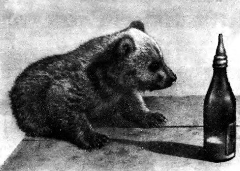 Фомка – белый медвежонок. Рассказы - i_016.jpg