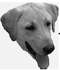 Лабрадор ретривер - i_053.png