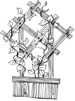 Энциклопедия комнатных растений - i_006.png