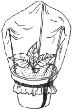 Энциклопедия комнатных растений - i_026.png
