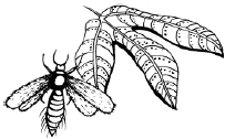 Энциклопедия комнатных растений - i_032.png