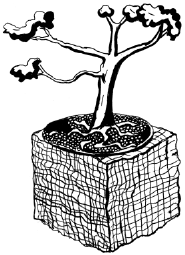 Энциклопедия комнатных растений - i_045.png