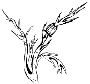 Энциклопедия комнатных растений - i_047.png