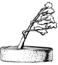 Энциклопедия комнатных растений - i_053.png