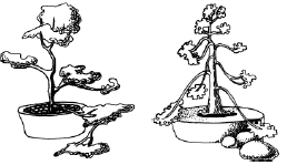 Энциклопедия комнатных растений - i_054.png