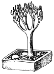 Энциклопедия комнатных растений - i_055.png