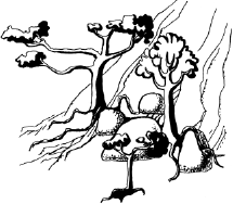 Энциклопедия комнатных растений - i_057.png