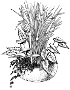 Энциклопедия комнатных растений - i_071.png