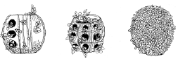 Энциклопедия комнатных растений - i_085.png