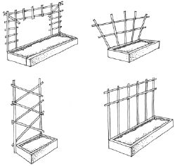 Энциклопедия комнатных растений - i_086.png