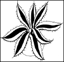 Энциклопедия комнатных растений - i_090.png