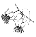 Энциклопедия комнатных растений - i_093.png