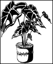 Энциклопедия комнатных растений - i_094.png