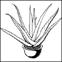 Энциклопедия комнатных растений - i_095.png