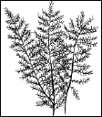 Энциклопедия комнатных растений - i_098.png