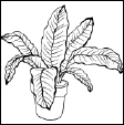 Энциклопедия комнатных растений - i_100.png