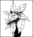 Энциклопедия комнатных растений - i_102.png