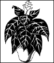 Энциклопедия комнатных растений - i_103.png
