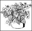 Энциклопедия комнатных растений - i_104.png