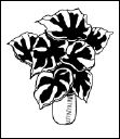 Энциклопедия комнатных растений - i_106.png