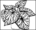 Энциклопедия комнатных растений - i_107.png