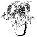 Энциклопедия комнатных растений - i_108.png