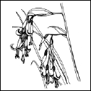 Энциклопедия комнатных растений - i_110.png