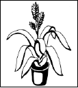 Энциклопедия комнатных растений - i_112.png