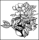 Энциклопедия комнатных растений - i_113.png