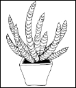 Энциклопедия комнатных растений - i_114.png