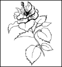 Энциклопедия комнатных растений - i_117.png
