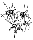 Энциклопедия комнатных растений - i_118.png