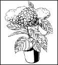Энциклопедия комнатных растений - i_125.png