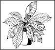 Энциклопедия комнатных растений - i_126.png