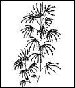 Энциклопедия комнатных растений - i_128.png